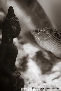 Kissing Buda II. by Christian Vizl 
